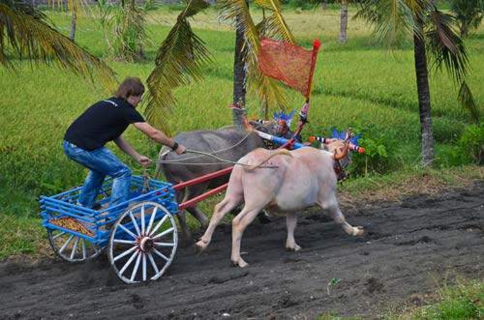 Клетка смерти: шесть самых экстремальных развлечений Клетка смерти: шесть самых экстремальных развлечений