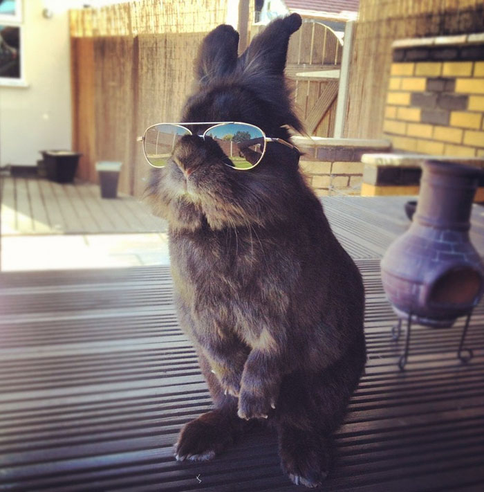Убойные фото кролика в очках