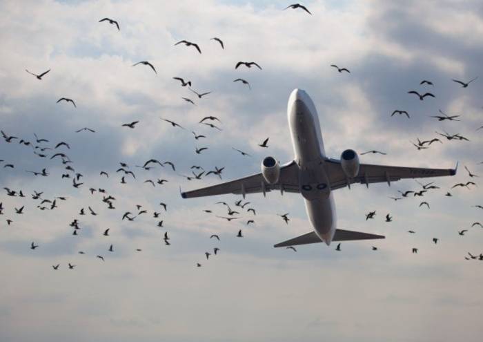 Почему падают самолеты: восемь самых странных причин