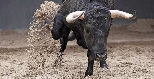 Коровий балет: может ли бык разгромить посудную лавку