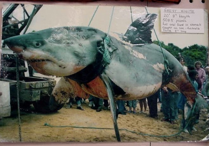 Десятка гигантских акул, пойманных человеком