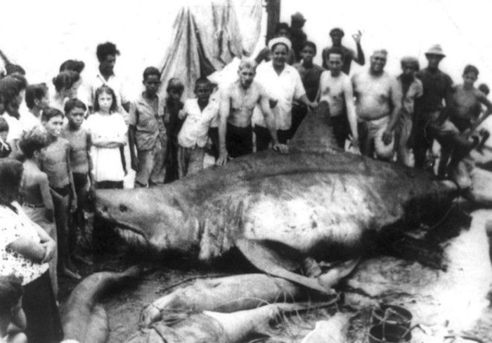 Десятка гигантских акул, пойманных человеком