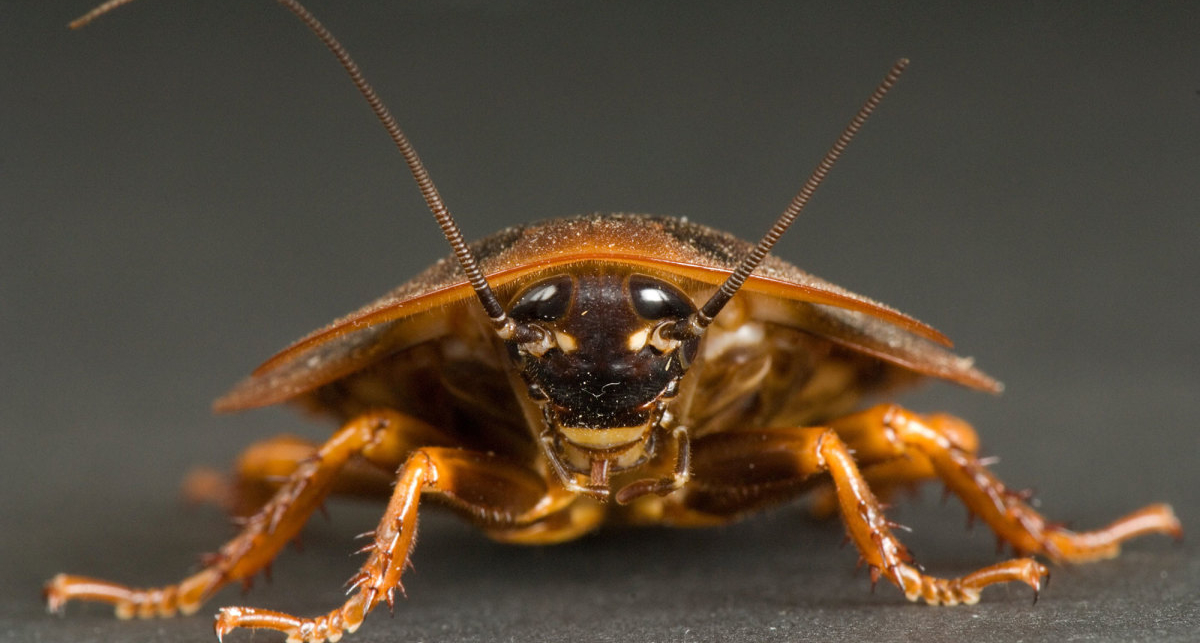 Может ли таракан пережить ядерную катастрофу