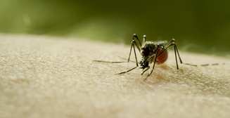 До первой крови: комары, москиты и другие враги человечества