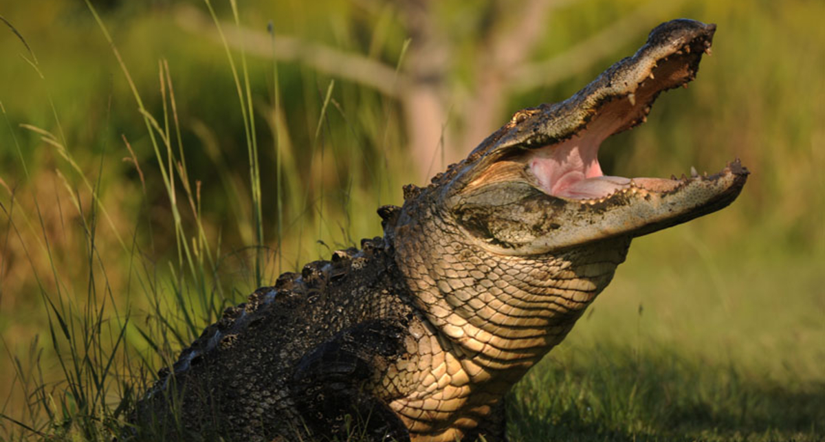 Можно ли убежать от крокодила, двигаясь зигзагом