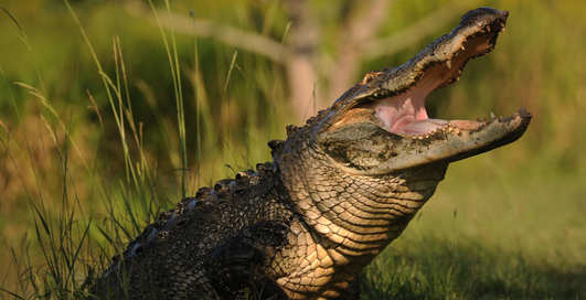Можно ли убежать от крокодила, двигаясь зигзагом