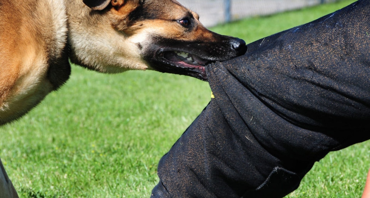 Спасет ли куртка из бедлайнера от укуса разъяренной собаки