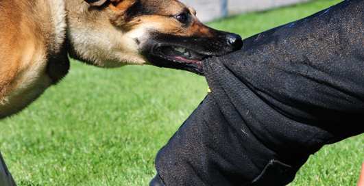Спасет ли куртка из бедлайнера от укуса разъяренной собаки