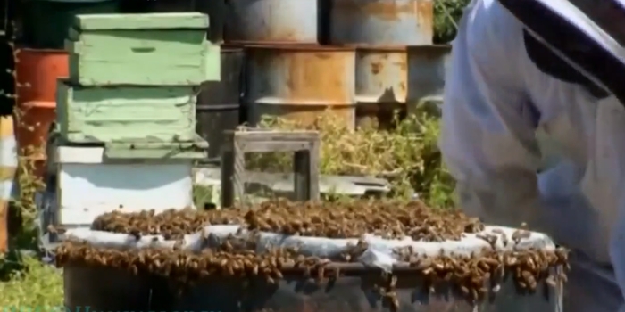 Сможет ли тысяча пчел поднять ноутбук