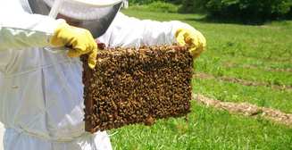 Сможет ли тысяча пчел поднять ноутбук