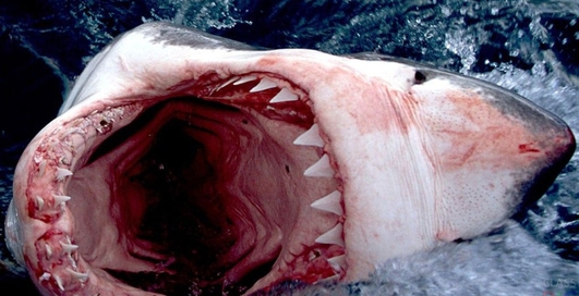 Взорвется ли водолазный баллон, если его прострелить в пасти акулы