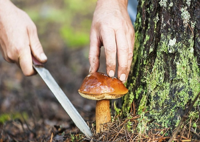 Полезные лайфхаки: как искать, срезать и готовить грибы