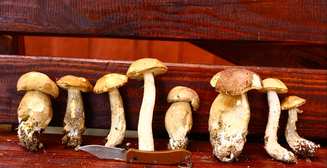 Полезные лайфхаки: как искать, срезать и готовить грибы