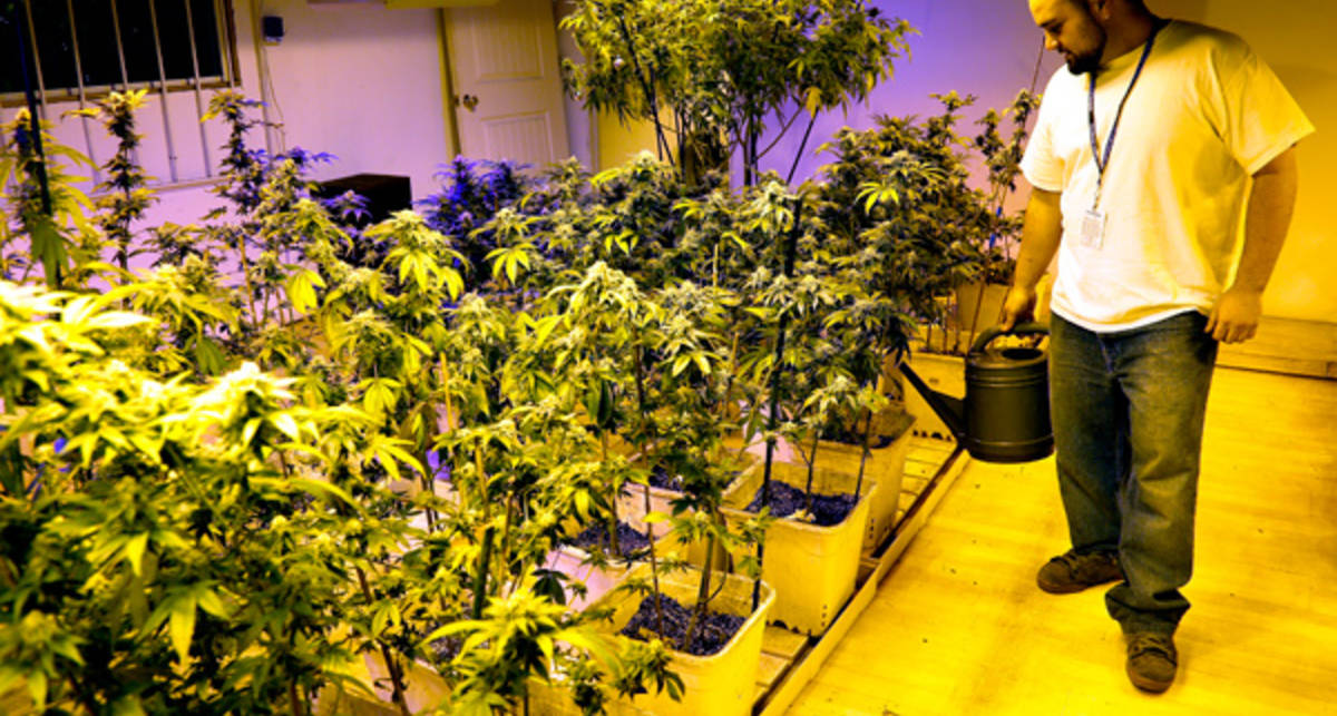 В лос анджелесе легализовали марихуану садовый мир интернет магазин семена цветов