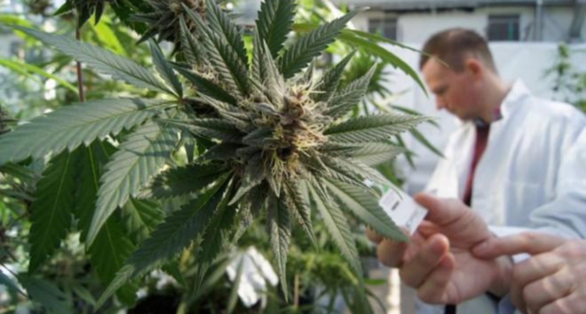 В США впервые разрешили лекарство на основе марихуаны
