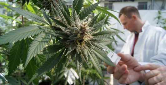 В США впервые разрешили лекарство на основе марихуаны