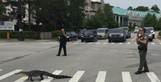 Бесстрашные: девушки перевели крокодила через дорогу