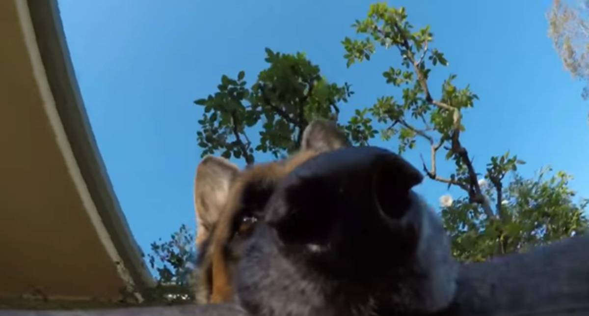 Милое видео, как пёс украл у хозяина камеру GoPro