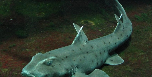 С океанариума в США вывезли акулу на детской коляске