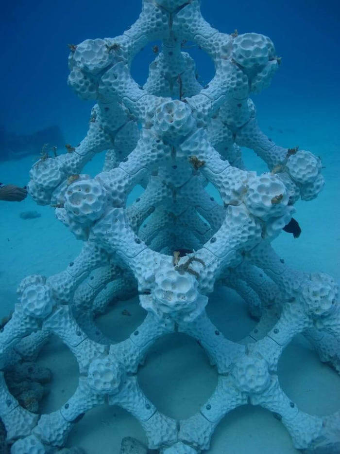 Коралловые рифы напечатали на 3D-принтере
