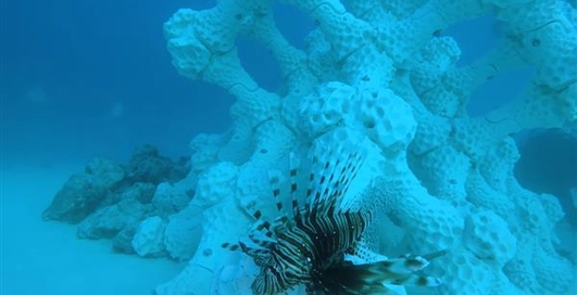 Коралловые рифы напечатали на 3D-принтере