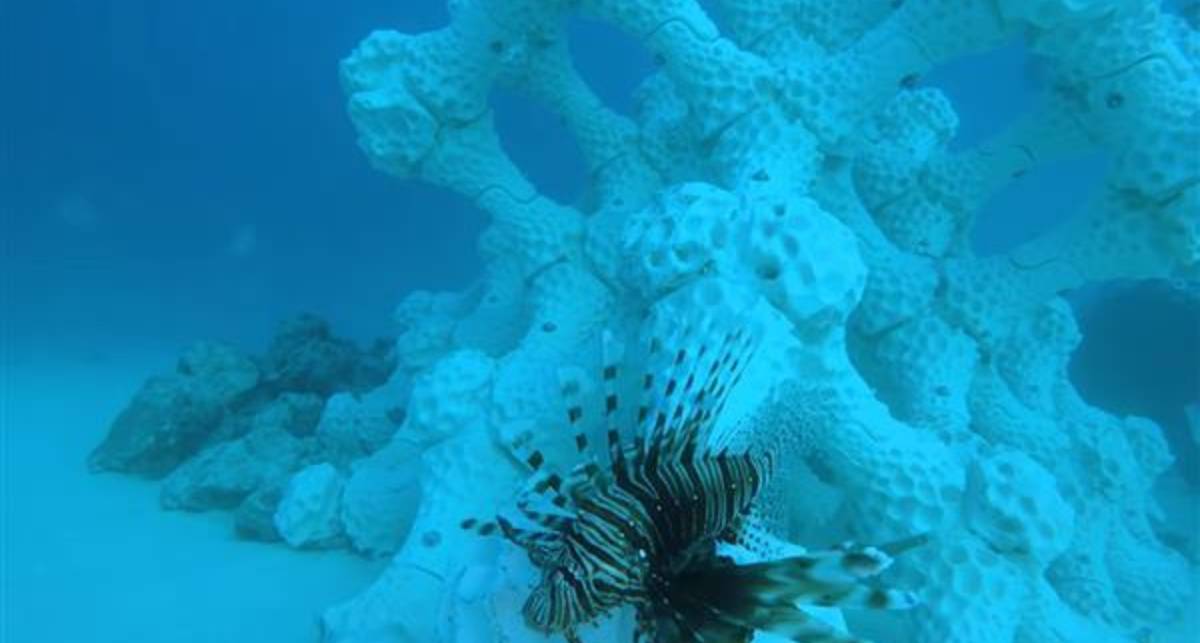 Коралловые рифы напечатали на 3D-принтере
