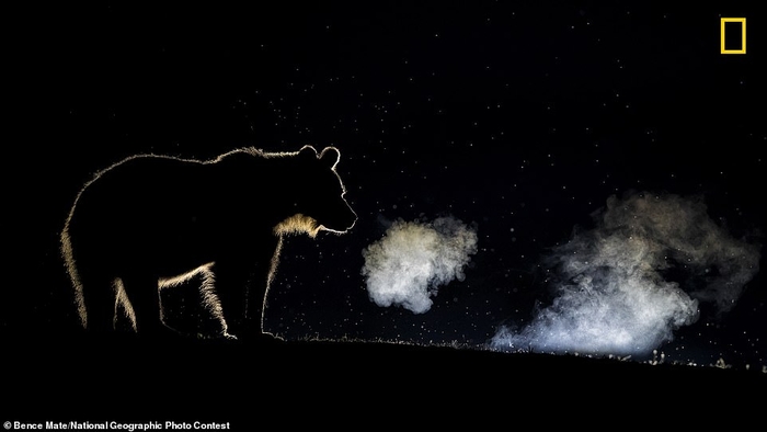 Лучшие фото 2018 года: Названы победители National Geographic Photo Contest