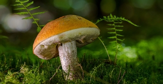 Почему полезно есть грибы?
