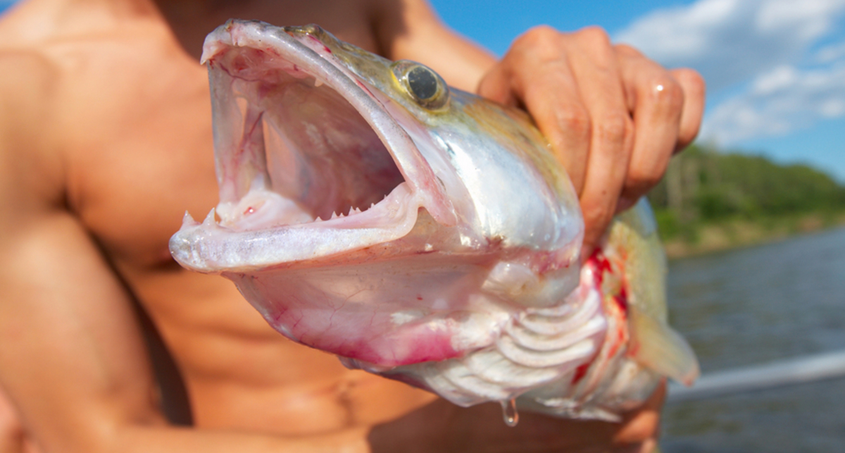 Готовим уху по-югославски