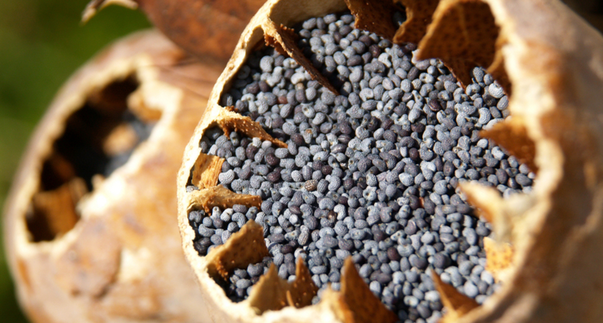 Путь морфия: не наркотик, а лекарство