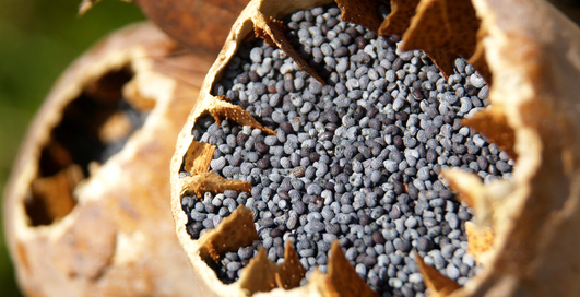 Путь морфия: не наркотик, а лекарство