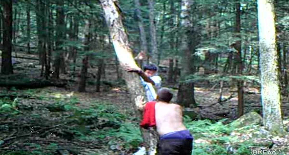 По мужски: как валить деревья?