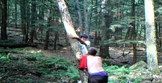 По мужски: как валить деревья?