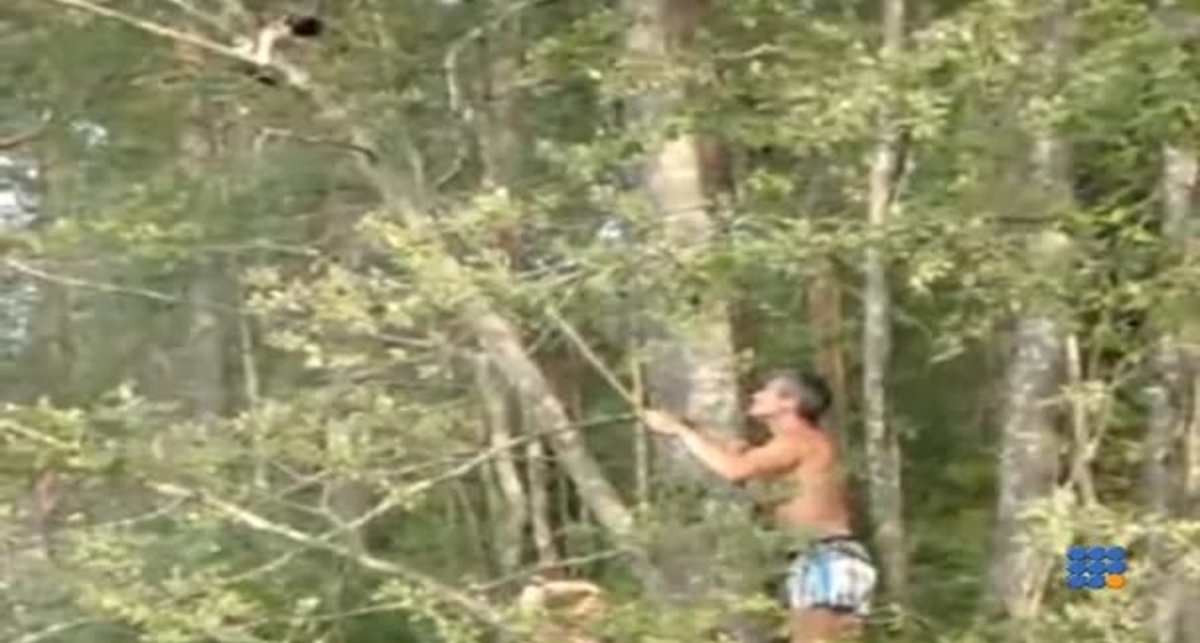 Как быстро снять кота с дерева?