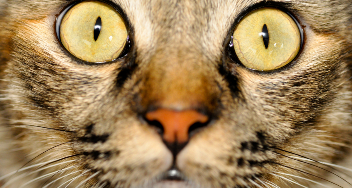 По-мужски: кот попал под горячую ногу