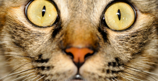 По-мужски: кот попал под горячую ногу