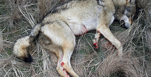 По-мужски: идет охота на волков!