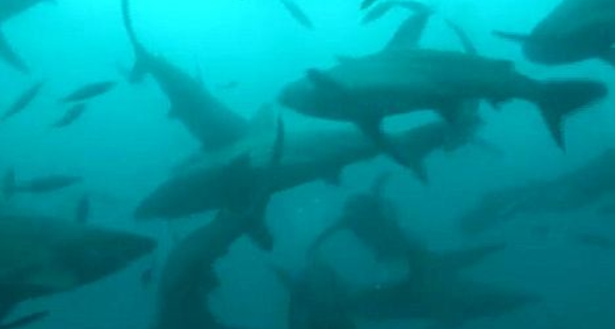100 тысяч акул у берегов Америки