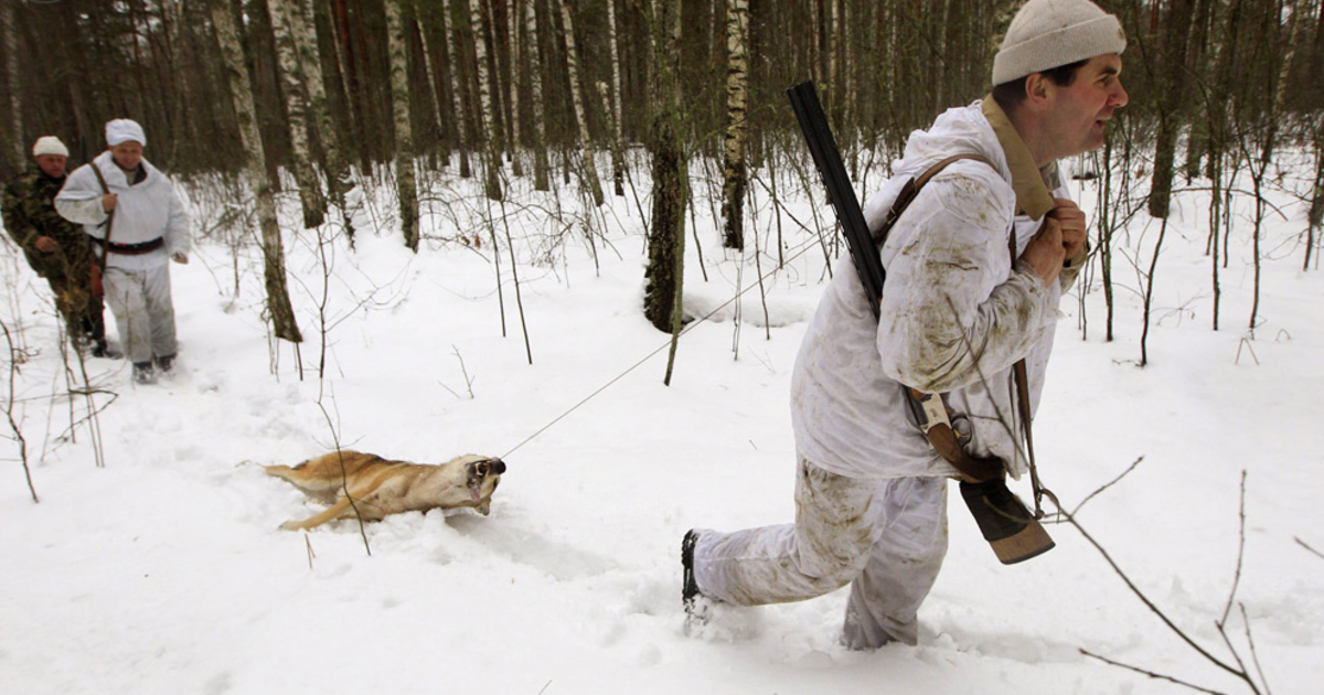 Охота на лису волка. Чернобыль зона отчуждения охота. Охота на волка с двустволкой. Охота на волка в Беларуси.