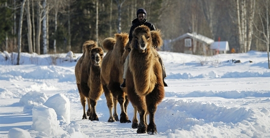 Африканец пасет на снегу верблюдов
