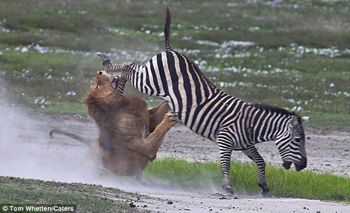 Копытом по морде: зебра избила льва