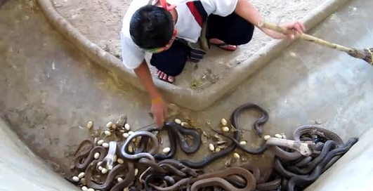 Повелитель змей: уборка в террариуме