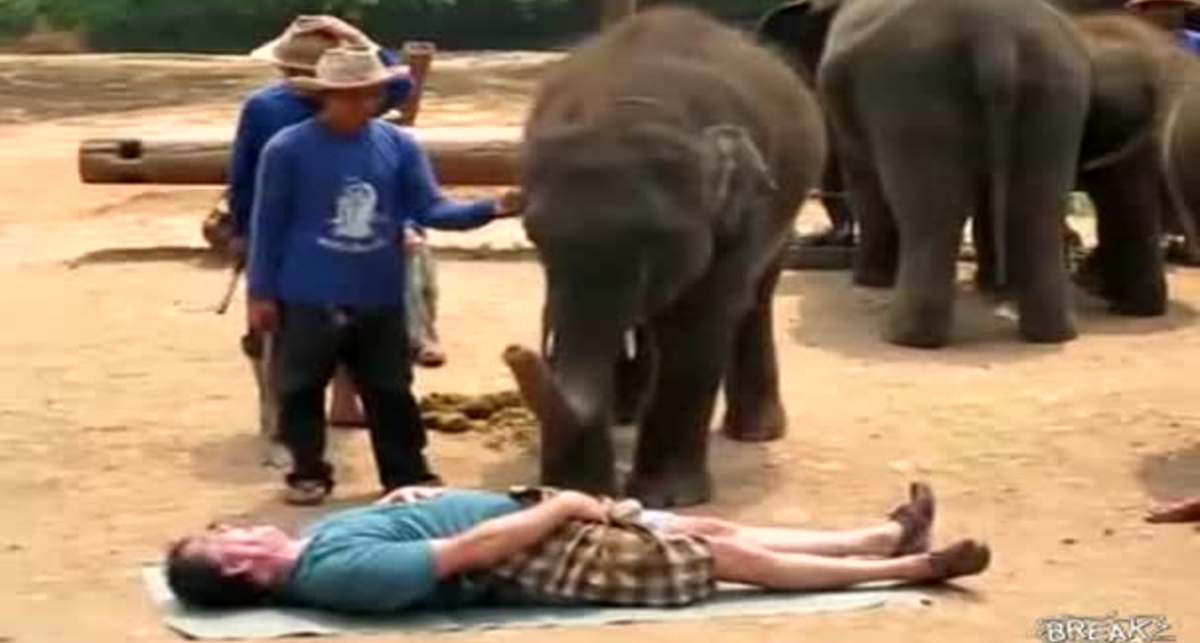 Уролог с хоботом: массаж от слона