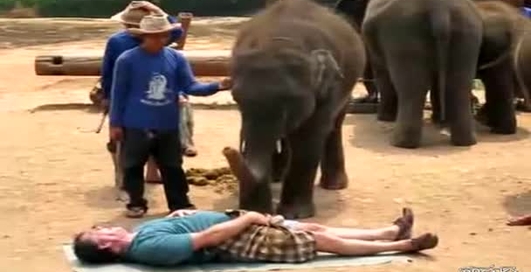 Уролог с хоботом: массаж от слона
