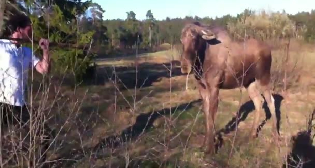 Сердитый лось: сбей с него лоск