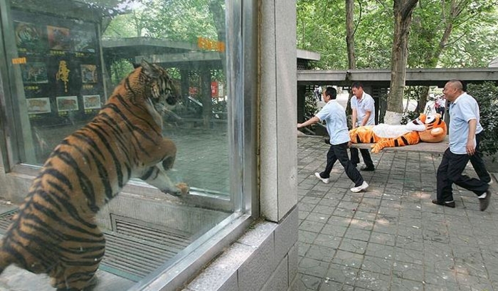 Полосатый рейд: побег тигра-идиота