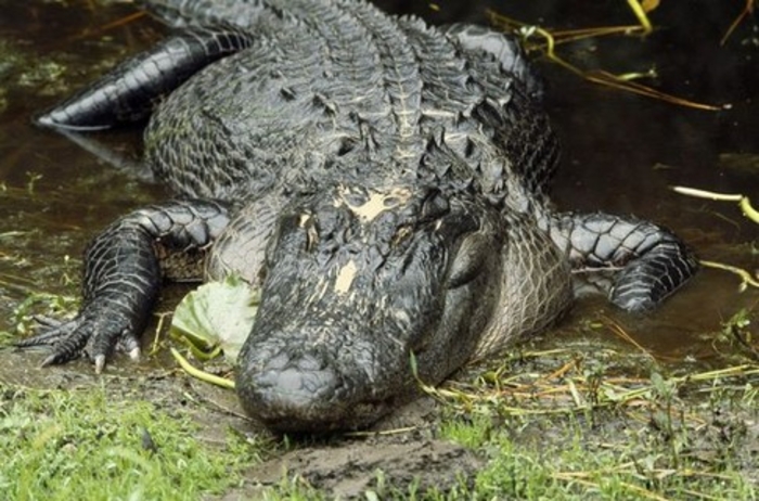 Полосатый рейд: побег тигра-идиота