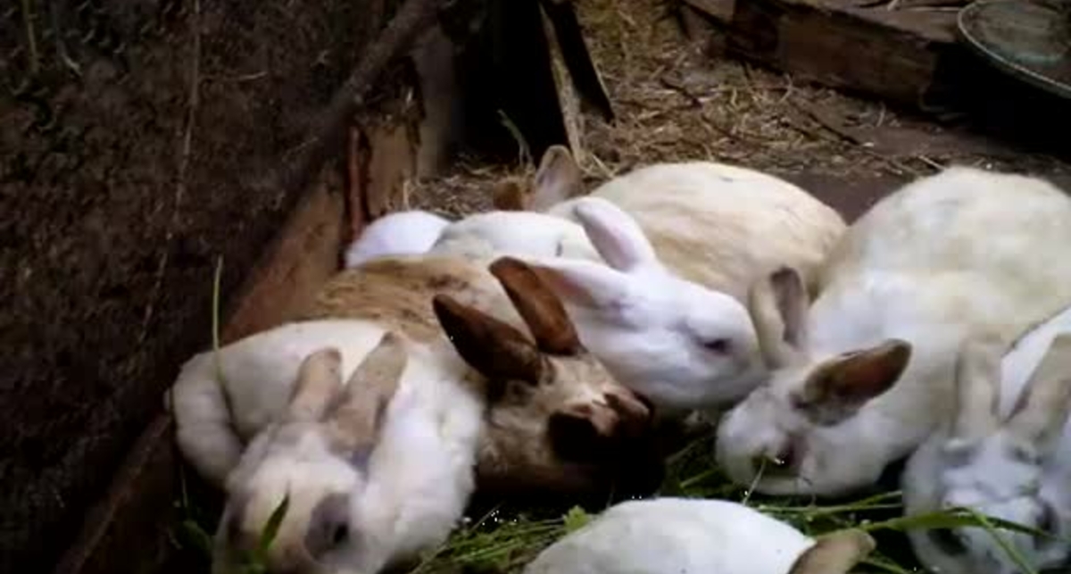 Кролики-мутанты: страшное эхо Фукусимы