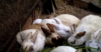 Кролики-мутанты: страшное эхо Фукусимы