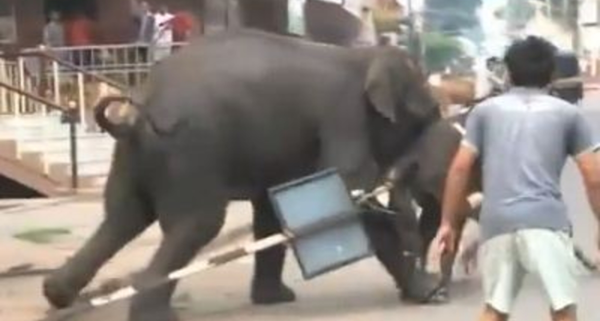 Слон-убийца: коррида по-индийски